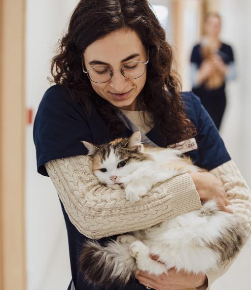 Paravet met een slapende poes
